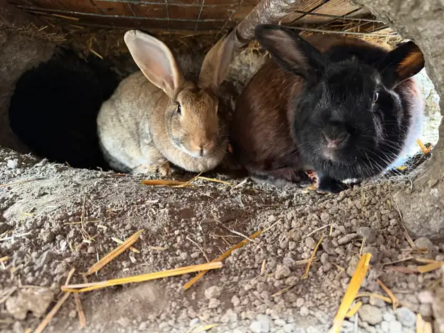 meat rabbits