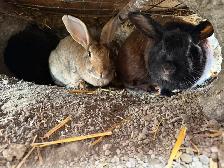 meat rabbits