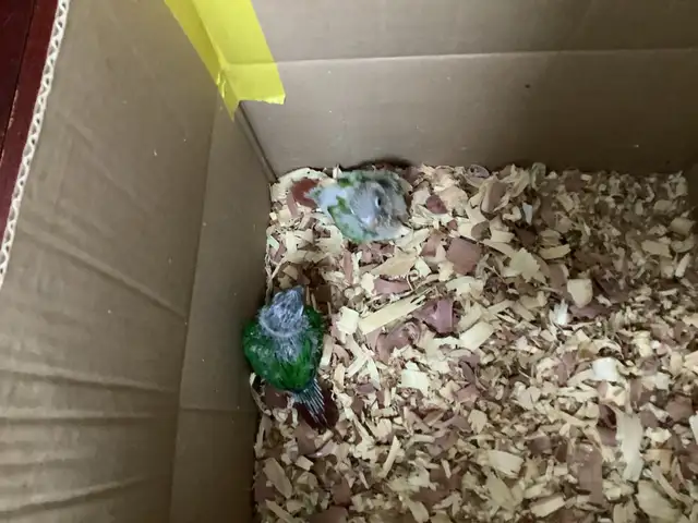 babies conure