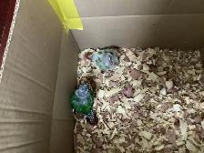 babies conure