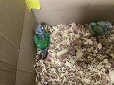 babies conure - Photo 2