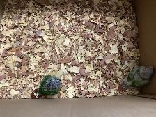babies conure - Photo 3