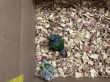 babies conure - Photo 4