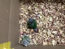 babies conure - Photo 5