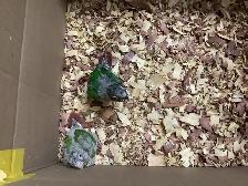babies conure - Photo 6