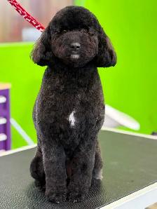 Dog and Cat Grooming! APPTS available