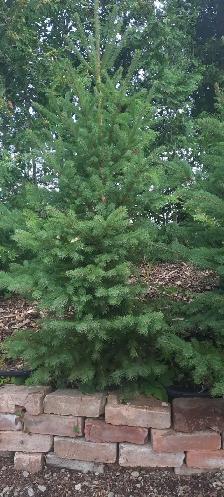 Spruce Tree in 3 gallon pot