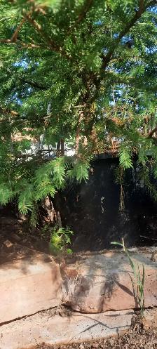 Spruce Tree in 3 gallon pot - Photo 2