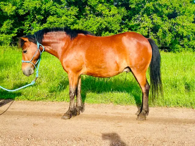 Project pony
