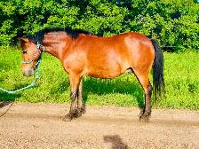 Project pony
