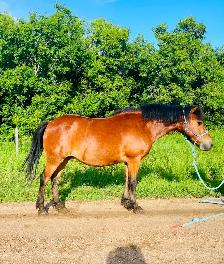 Project pony - Photo 2
