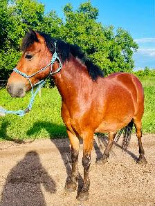 Project pony - Photo 3