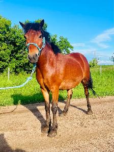 Project pony - Photo 4