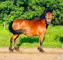 Project pony - Photo 5