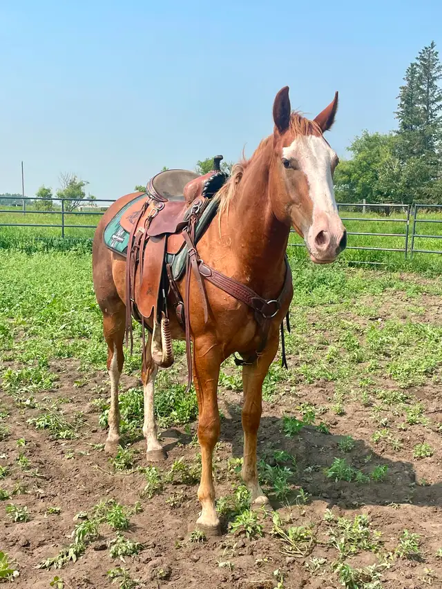 Flashy 2 year old gelding