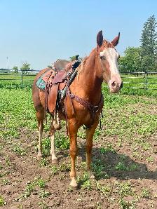 Flashy 2 year old gelding