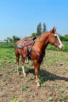 Flashy 2 year old gelding - Photo 2