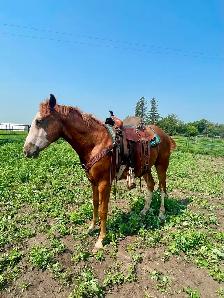 Flashy 2 year old gelding - Photo 3