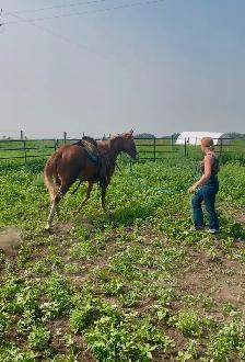 Flashy 2 year old gelding - Photo 4