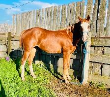 Flashy 2 year old gelding - Photo 5