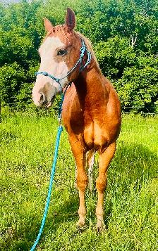 Flashy 2 year old gelding - Photo 6