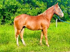 Flashy 2 year old gelding - Photo 7