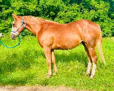 Flashy 2 year old gelding - Photo 8