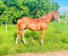 Flashy 2 year old gelding - Photo 9