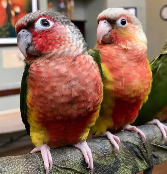 ❤️⭐❤️ Conure Babies ❤️with cage and food ⭐❤️