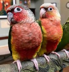 ❤️⭐❤️ Conure Babies ❤️with cage and food ⭐❤️