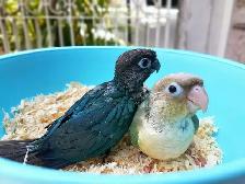 ❤️⭐❤️ Conure Babies ❤️with cage and food ⭐❤️ - Photo 2