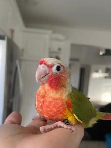 ❤️⭐❤️ Conure Babies ❤️with cage and food ⭐❤️ - Photo 3