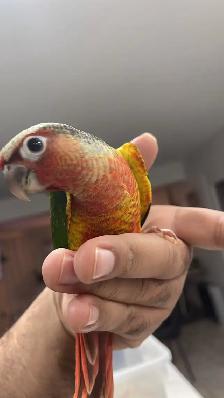 ❤️⭐❤️ Conure Babies ❤️with cage and food ⭐❤️ - Photo 4