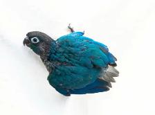❤️⭐❤️ Conure Babies ❤️with cage and food ⭐❤️ - Photo 5
