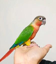 ❤️⭐❤️ Conure Babies ❤️with cage and food ⭐❤️ - Photo 7