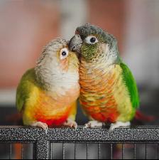 ❤️⭐❤️ Conure Babies ❤️with cage and food ⭐❤️ - Photo 8