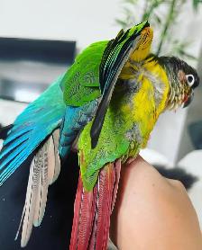 ❤️⭐❤️ Conure Babies ❤️with cage and food ⭐❤️ - Photo 9
