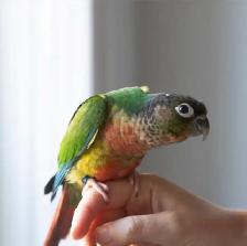 ❤️⭐❤️ Conure Babies ❤️with cage and food ⭐❤️ - Photo 10