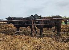 Grass Fed, Hormone Free Angus Beef - Photo 2