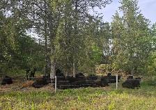 Grass Fed, Hormone Free Angus Beef - Photo 3