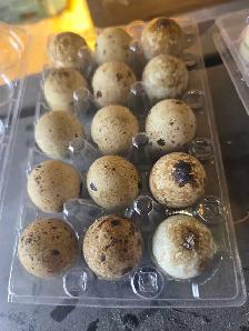 quail eggs for sale