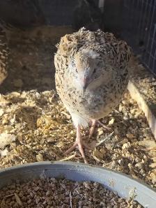 quail eggs for sale - Photo 2
