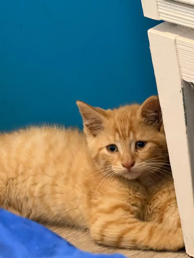 orange kitten named Ozzy