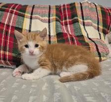 Creamsicle Standard Tabby
