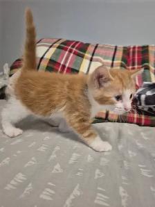 Creamsicle Standard Tabby - Photo 2