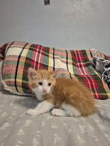 Creamsicle Standard Tabby - Photo 3