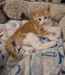 Creamsicle Standard Tabby - Photo 4