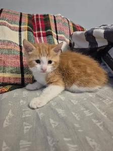 Creamsicle Standard Tabby - Photo 5