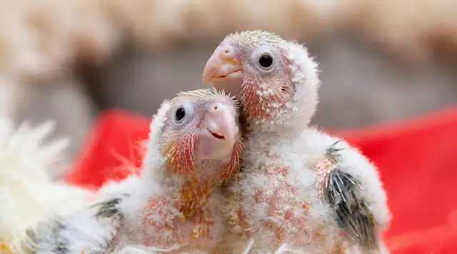 ⭐❤️ Cute Baby Conures ❤️ with cage & food ⭐❤️