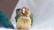 ⭐❤️ Cute Baby Conures ❤️ with cage & food ⭐❤️ - Photo 2